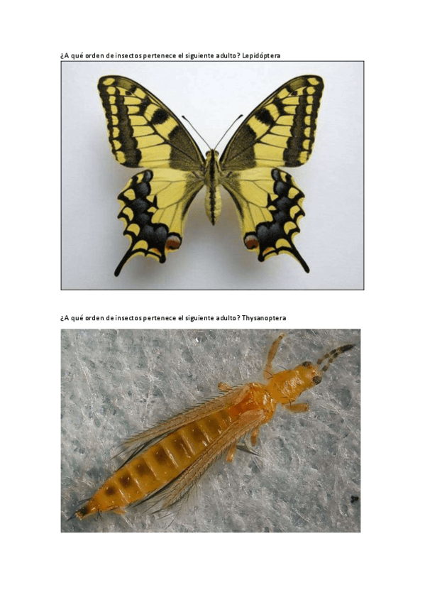 Miniatura del documento Examen-reconociemiento-sanidad.pdf