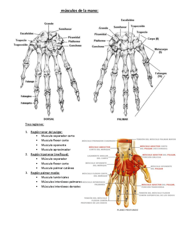 Miniatura del documento musculos-de-la-mano.pdf