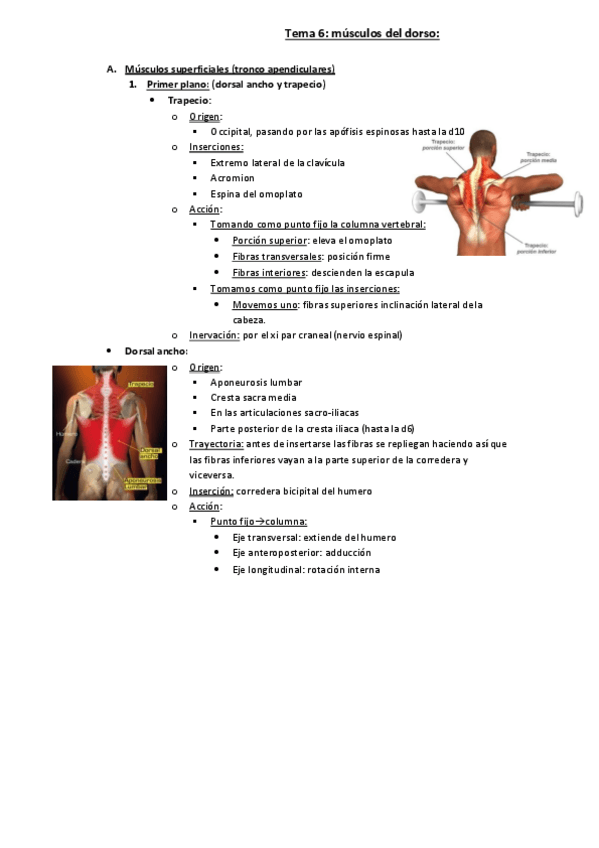 Miniatura del documento musculos-del-dorso.pdf