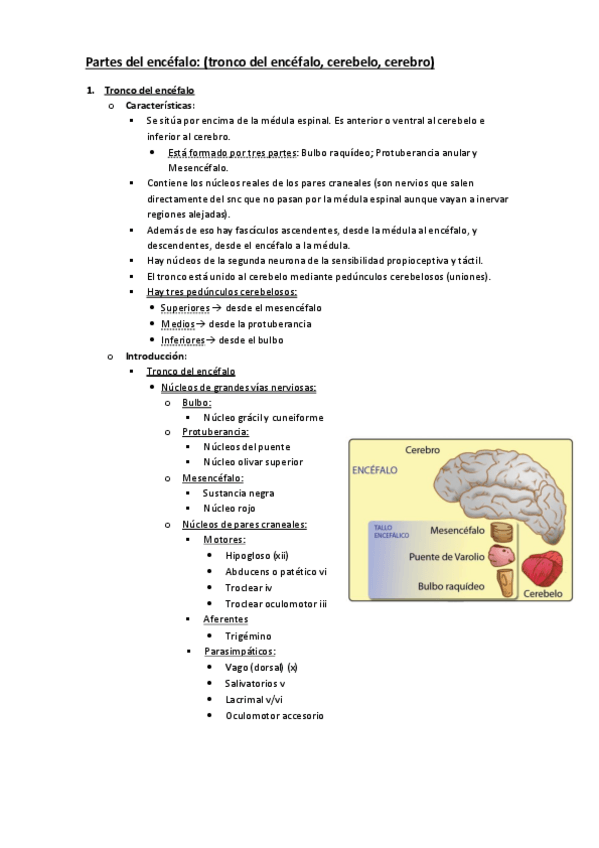 Miniatura del documento Partes-del-encefalo.pdf