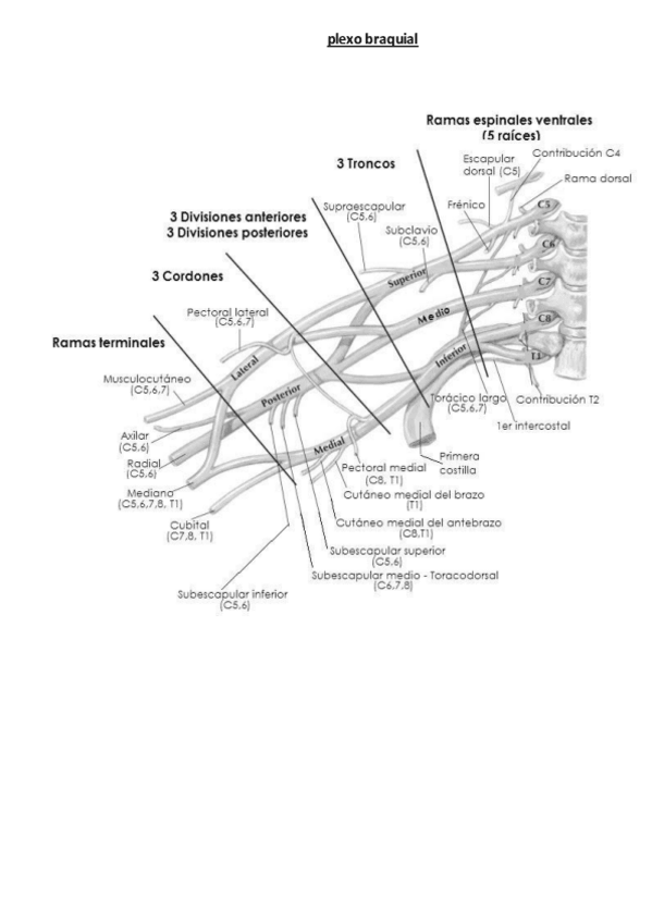 Miniatura del documento plexo-braquial.pdf