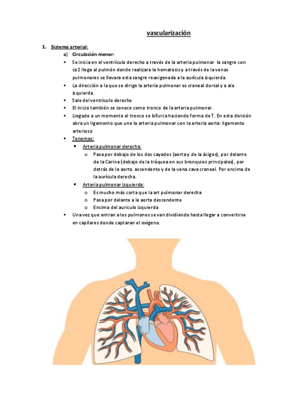 Miniatura del documento vascularizacion.pdf