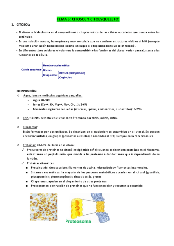 Miniatura del documento TEMA-5-CITOSOL-Y-CITOESQUELETO.pdf