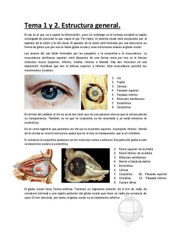 Miniatura del documento Temario-completo-anatomia.pdf