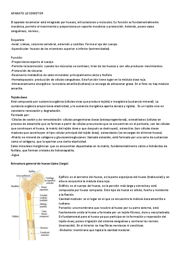 Miniatura del documento Aparato locomotor I.pdf