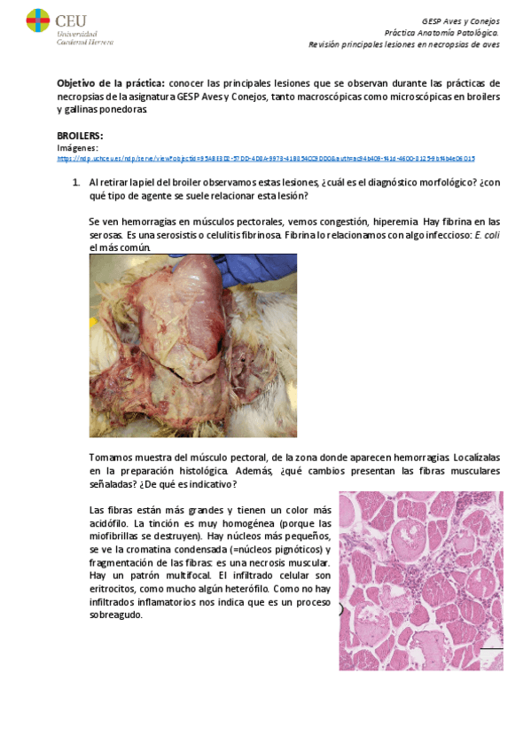 Miniatura del documento Revision-principales-lesiones-en-necropsias-de-aves-marita.pdf