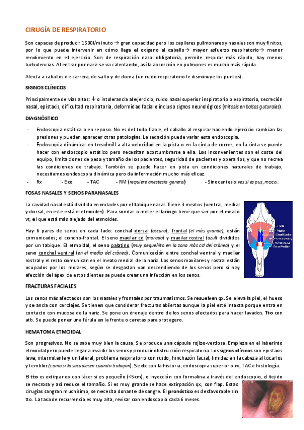 Miniatura del documento Cirugia-respiratorio.pdf
