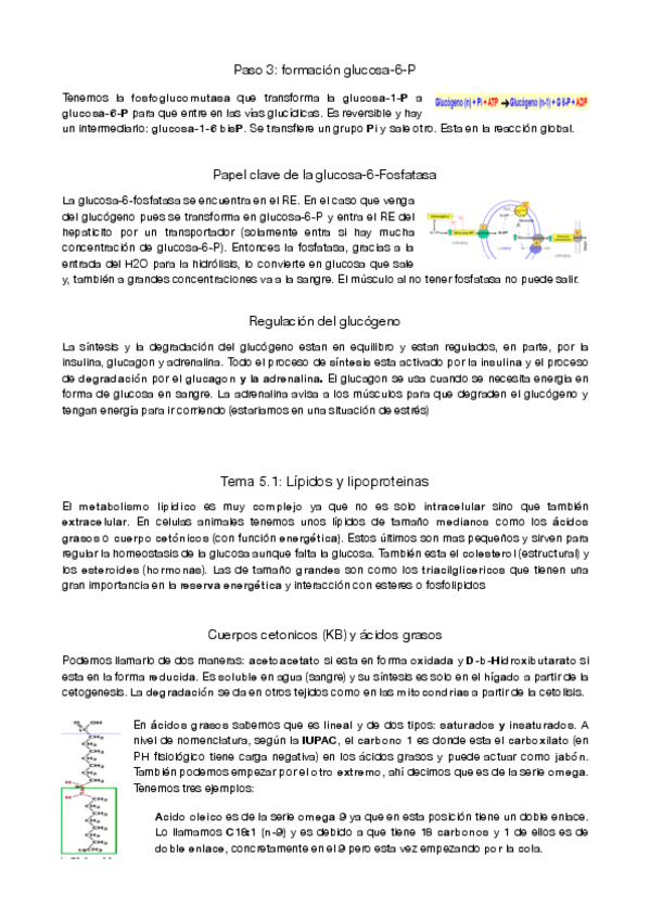 Miniatura del documento metabolisme-parcial-2.pdf