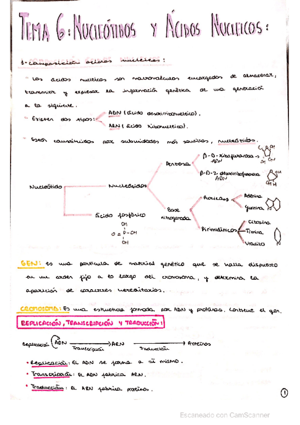 Miniatura del documento NUCLEOTIDOS-Y-ACIDOS-NUCLEICOS.pdf