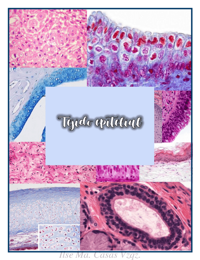 Miniatura del documento TEJIDO-EPITELIAL.pdf