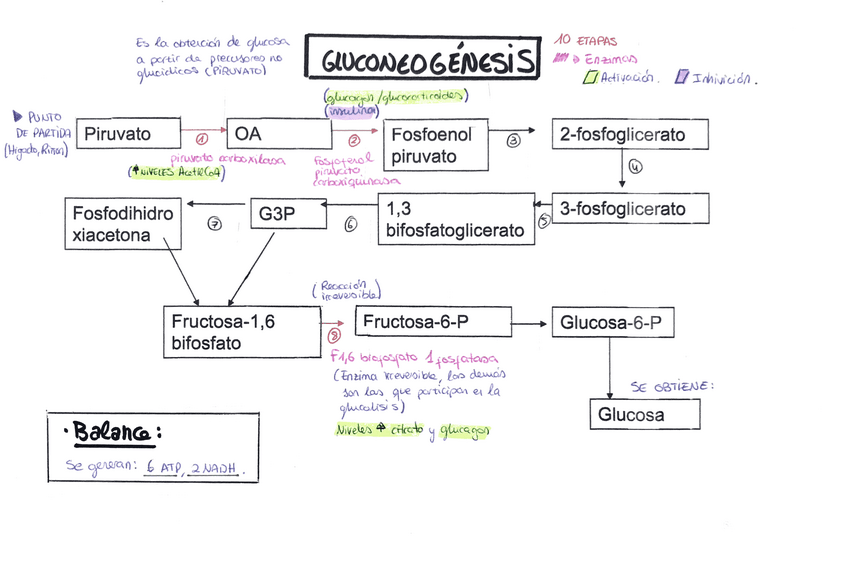 Miniatura del documento AAmpudia-Gluconeogenesis.pdf