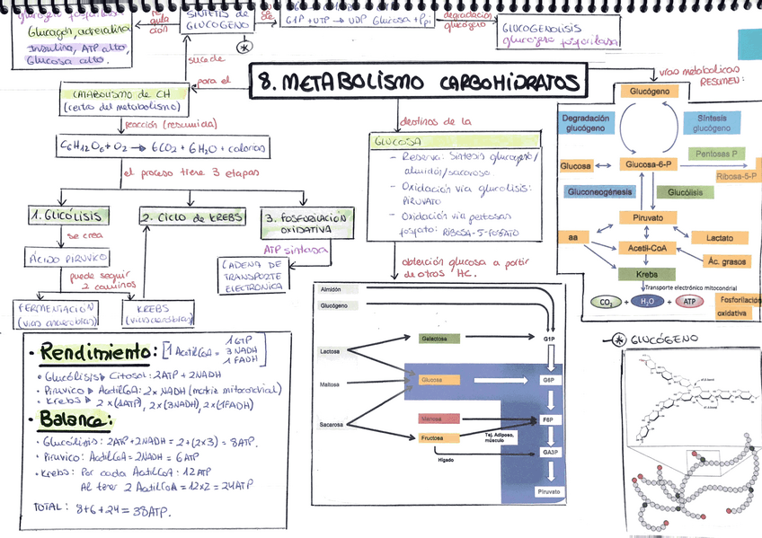 Miniatura del documento AAmpudia-Metab.pdf