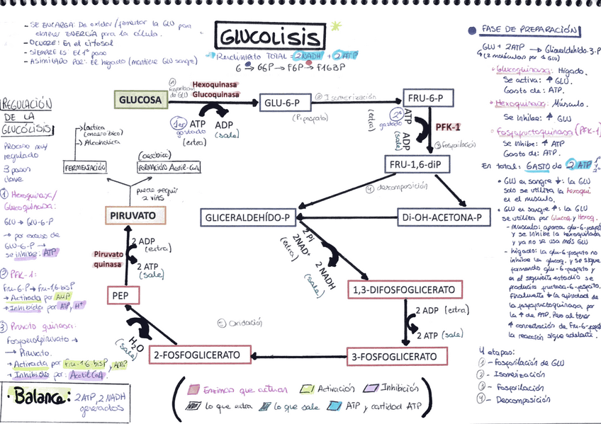 Miniatura del documento AAmpudia-Glucolisis.pdf