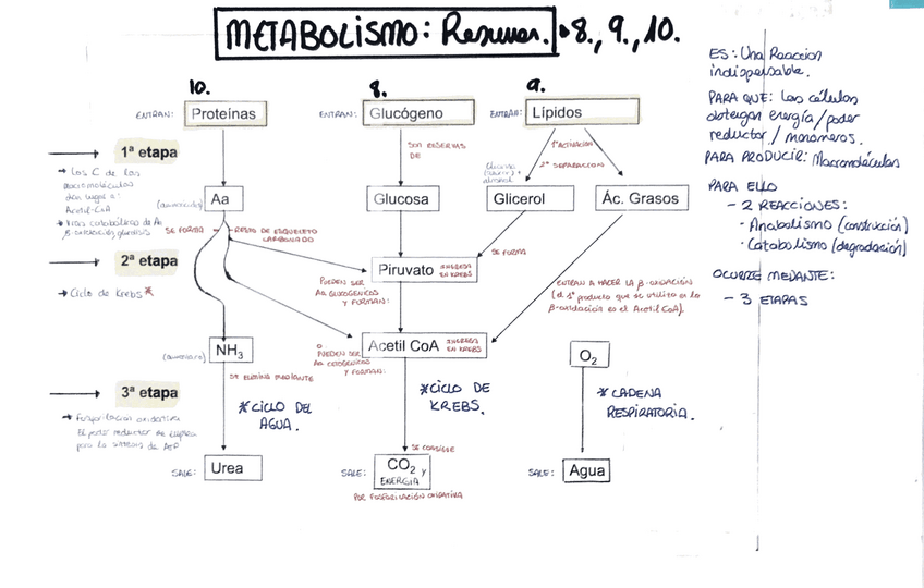 Miniatura del documento AAmpudia-Resumen-Metabolismo.pdf