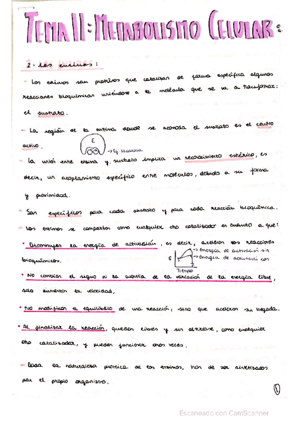 Miniatura del documento ENZIMAS-Y-VITAMINAS-.pdf