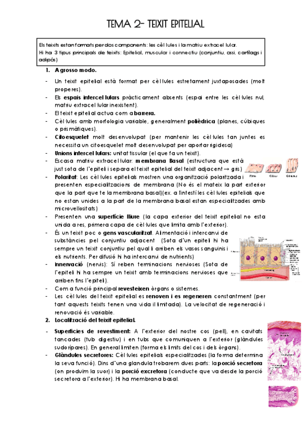 Miniatura del documento TEMA-2-TEIXIT-EPITELIAL.pdf