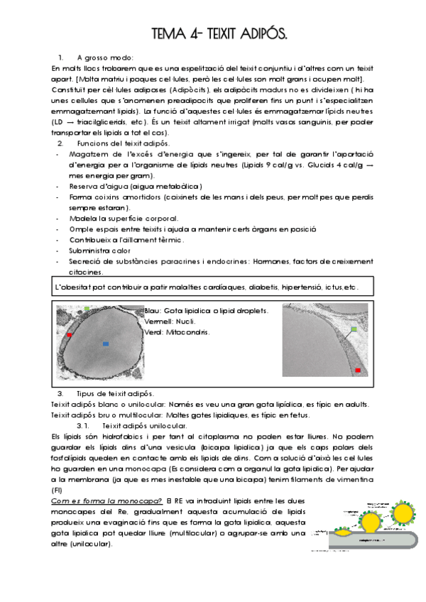 Miniatura del documento TEMA-4-TEIXIT-ADIPOS.pdf