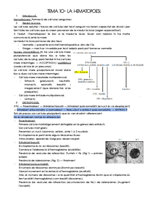 Miniatura del documento TEMA-10-LA-HEMATOPOESI.pdf