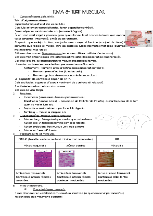 Miniatura del documento TEMA-8-TEIXIT-MUSCULAR.pdf