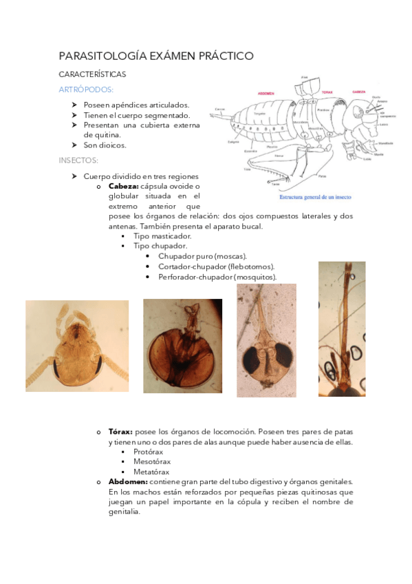 Miniatura del documento Parasitos-practico.pdf