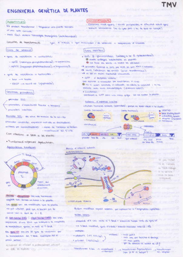 Miniatura del documento Apunts-TMV.pdf