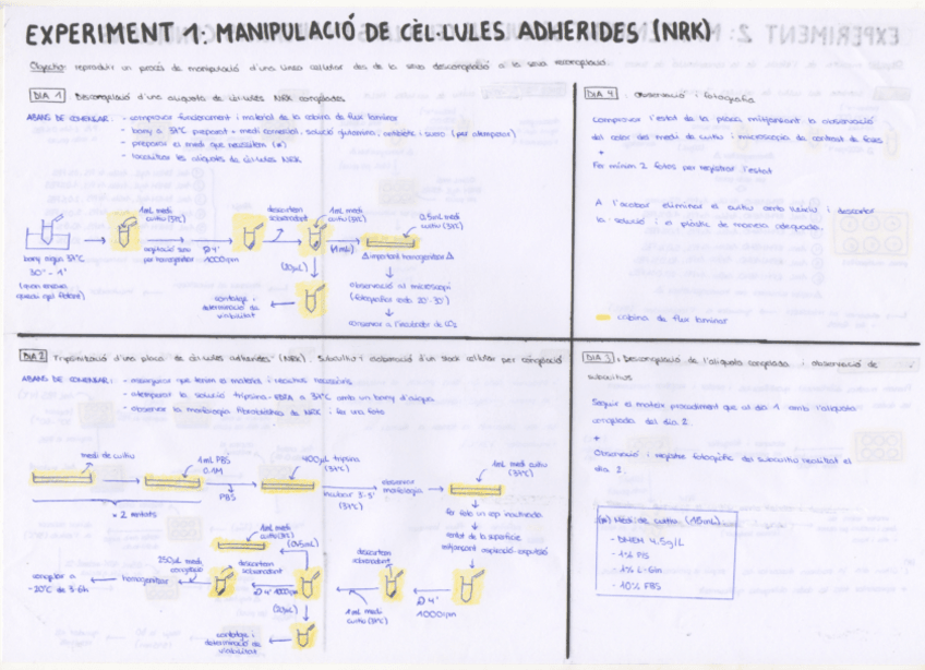 Miniatura del documento Esquema-practiques-Animal.pdf