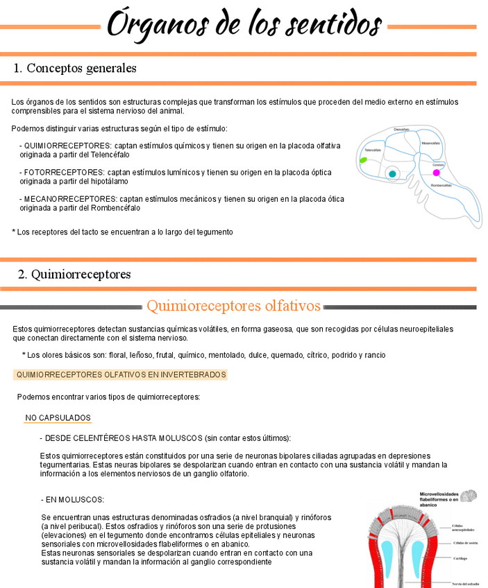 Miniatura del documento Tema-4-Organos-de-los-sentidos.pdf