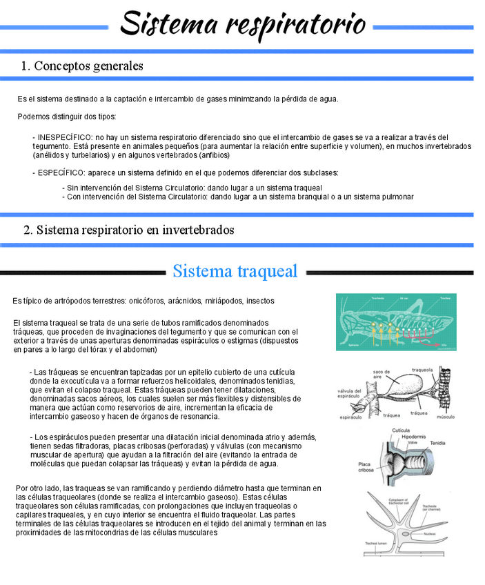 Miniatura del documento Tema-9-Sistema-respiratorio.pdf