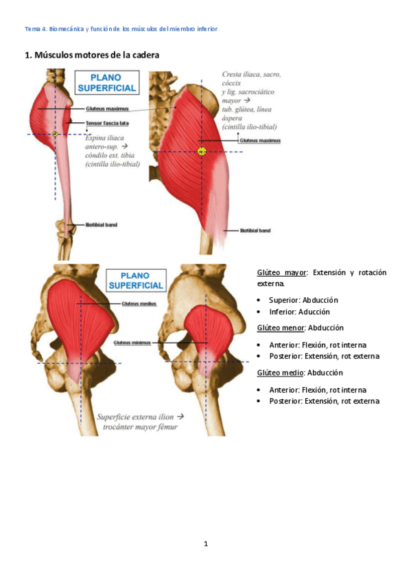 Miniatura del documento Tema-4-Miembro-inferior.pdf
