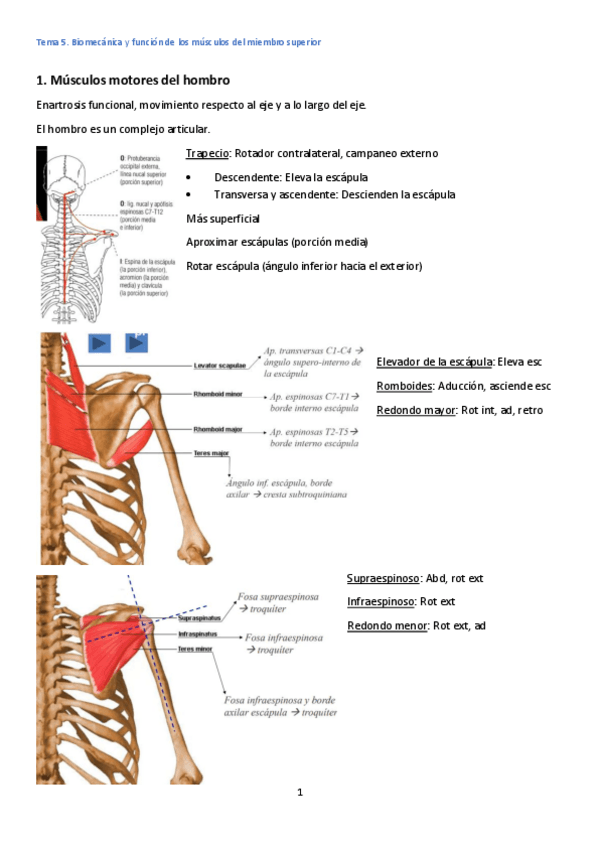 Miniatura del documento Tema-5-Miembro-superior.pdf