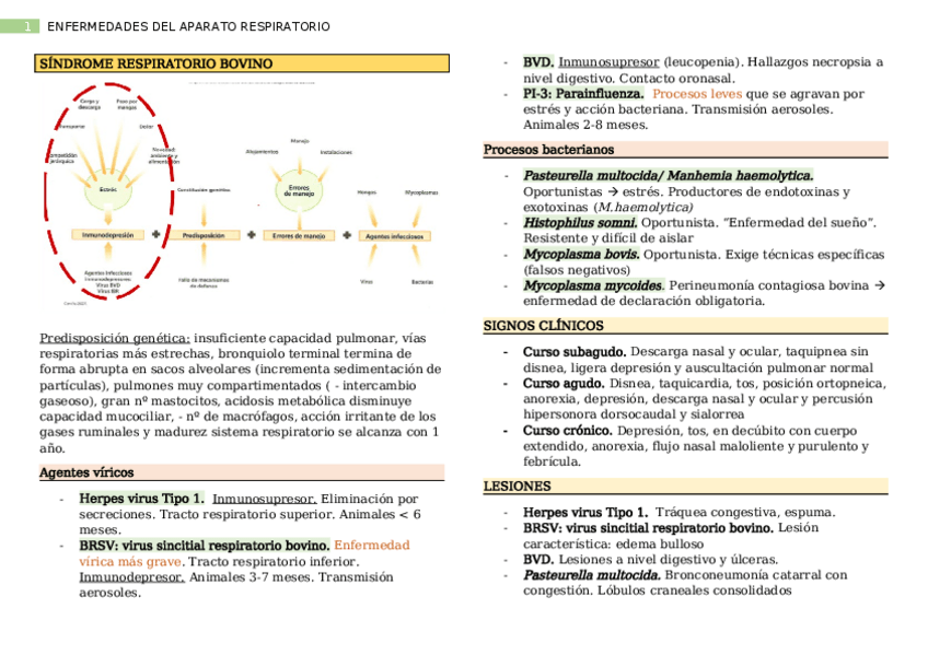 Miniatura del documento Enfermedades-respiratorias.docx