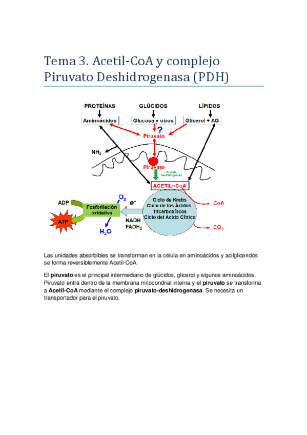 Miniatura del documento Tema-3.pdf