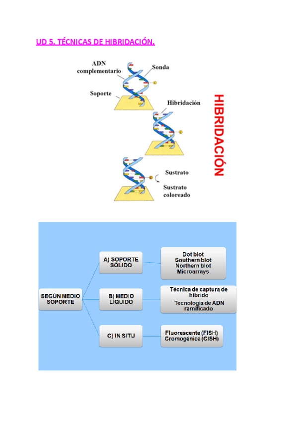 Miniatura del documento UD-5-TECNICAS-DE-HIBRIDACION.pdf