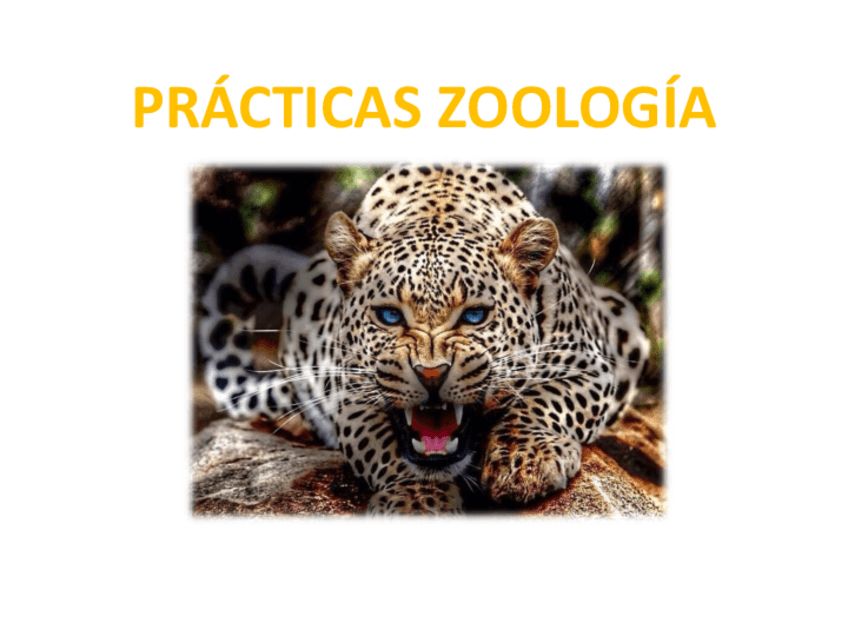 Miniatura del documento PORIFEROS.pdf