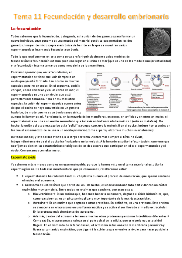 Miniatura del documento Tema-11-Fecundacion-y-desarrollo-embrionario.pdf