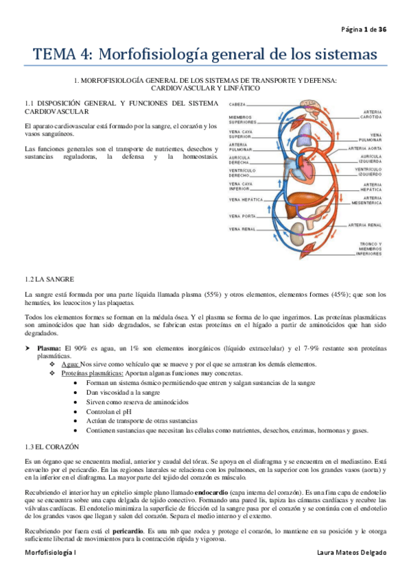 Miniatura del documento TEMA-4-Morfofisiologia-general-de-los-sistemas.pdf