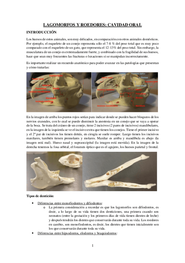 Miniatura del documento LAGOMORFOS-Y-ROEDORES-CAVIDAD-ORAL.pdf