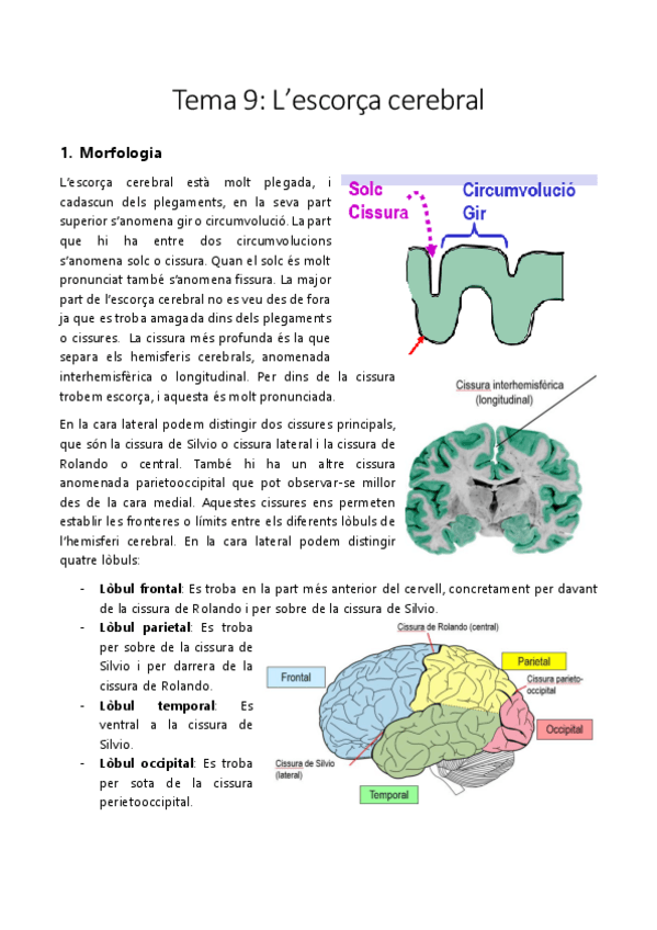 Miniatura del documento Tema 9 Escorça cerebral.pdf