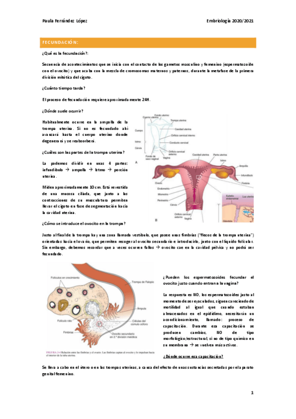 Miniatura del documento embriologia-primer-parcial-paula-ferrandez.pdf