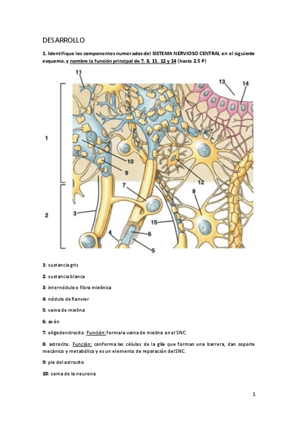 Miniatura del documento PRIMER-PARCIAL-BCH-II-2021.pdf