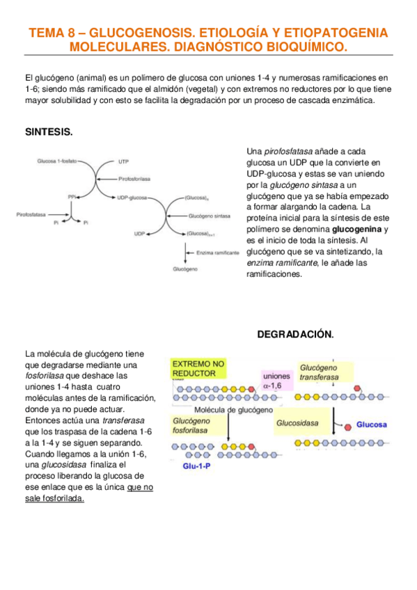 Miniatura del documento TEMA 8 –GLUCOGENOSIS. ETIOLOGÍA Y ETIOPATOGENIA MOLECULARES. DIAGNÓSTICO BIOQUÍMICO.pdf