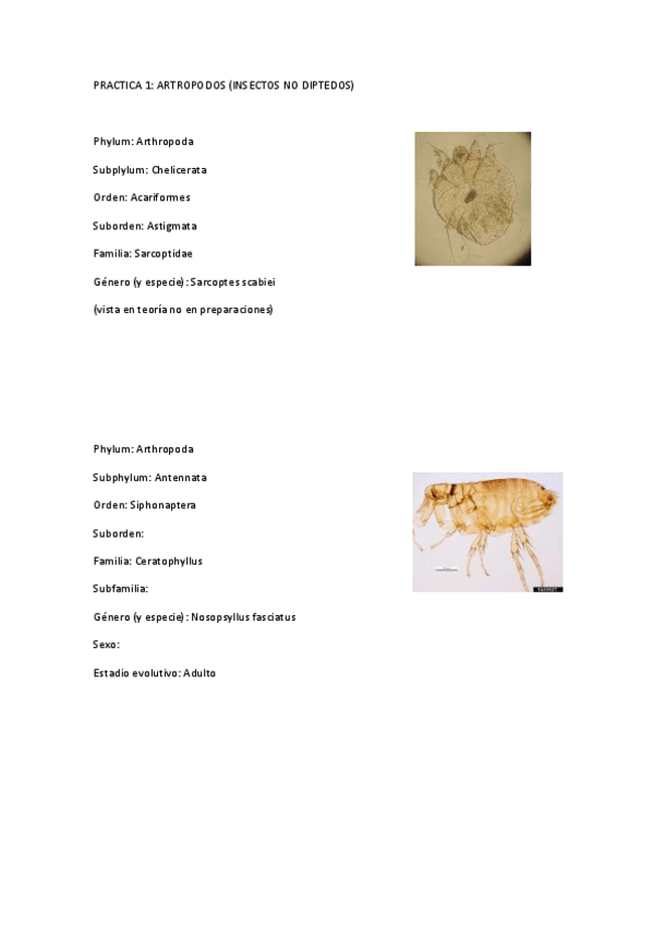 Miniatura del documento PRACTICA 1.pdf