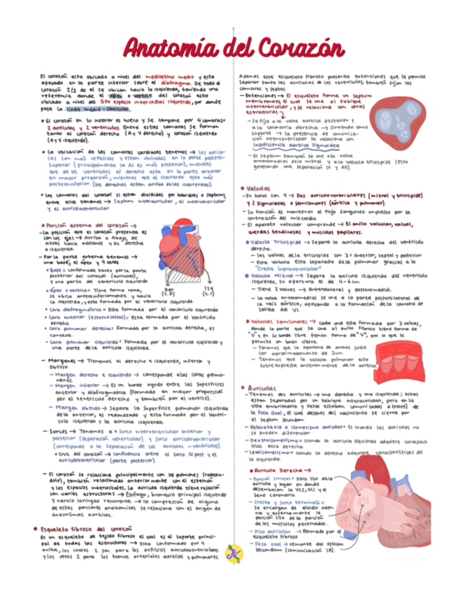 Miniatura del documento Anatomia-de-Corazon-.pdf