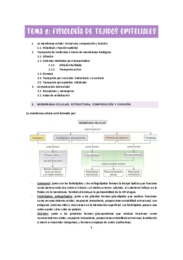 Miniatura del documento TEMA-2-FISIOLOGIATEJIDOSEPITELIALES.pdf