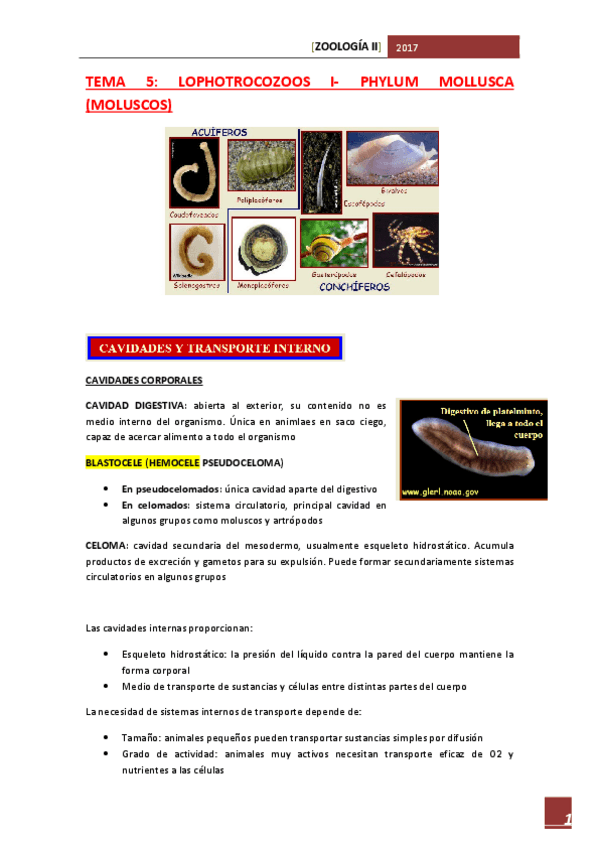 Miniatura del documento TEMA 5 mio.pdf