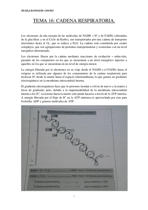 Miniatura del documento TEMA 16.pdf