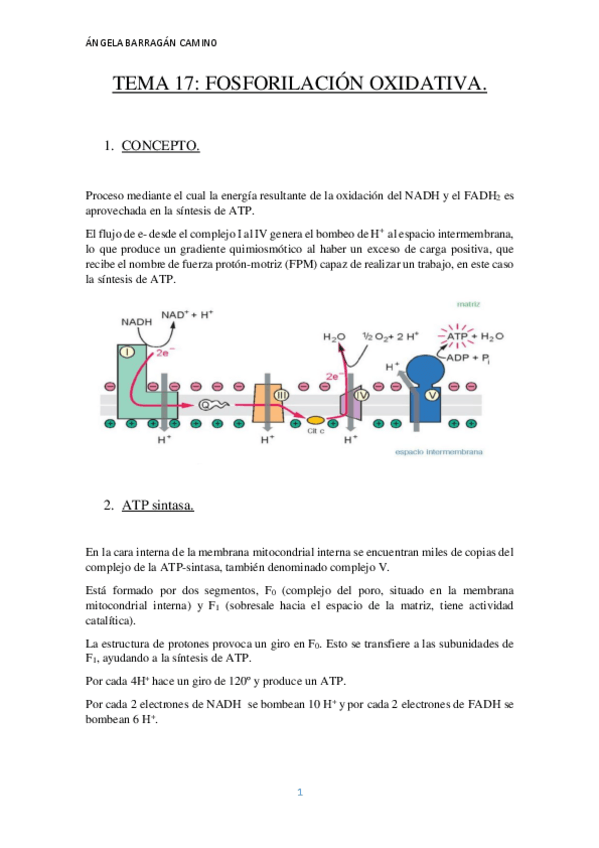 Miniatura del documento TEMA 17.pdf