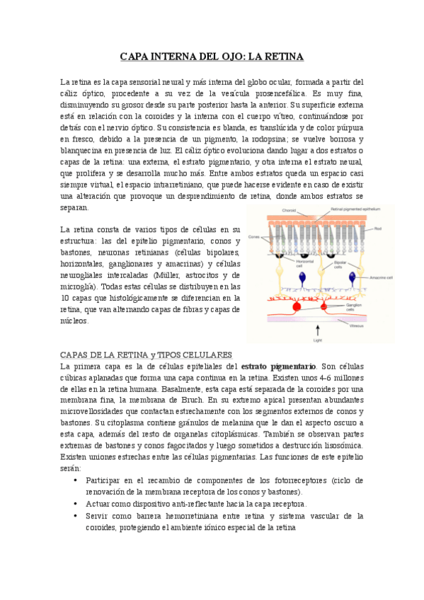 Miniatura del documento CAPA-INTERNA-DEL-OJO-RETINA.pdf