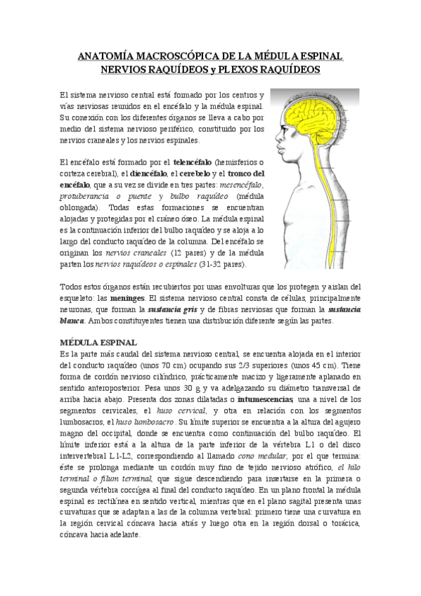 Miniatura del documento ANATOMIA-MACROSCOPICA-DE-LA-MEDULA-ESPINAL.pdf