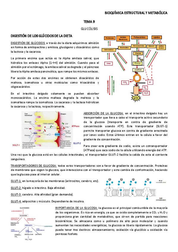 Miniatura del documento TEMA-9.pdf